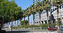 Palm trees on Park Av. outside Adobe