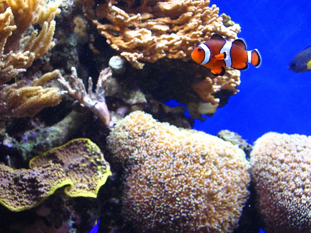 Nemo?